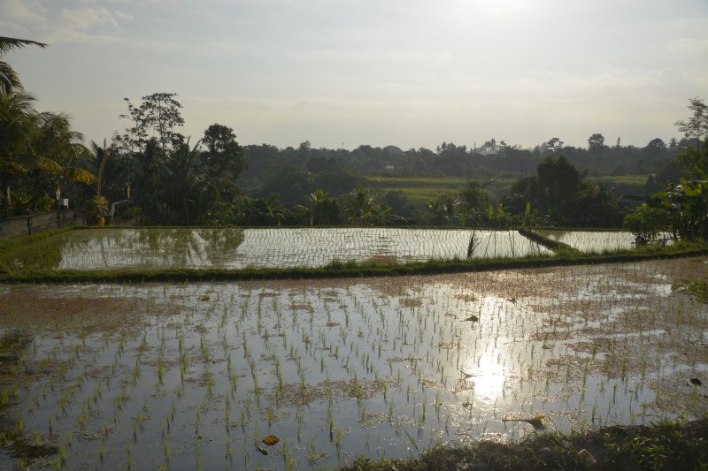 Rice Paddies Ubud