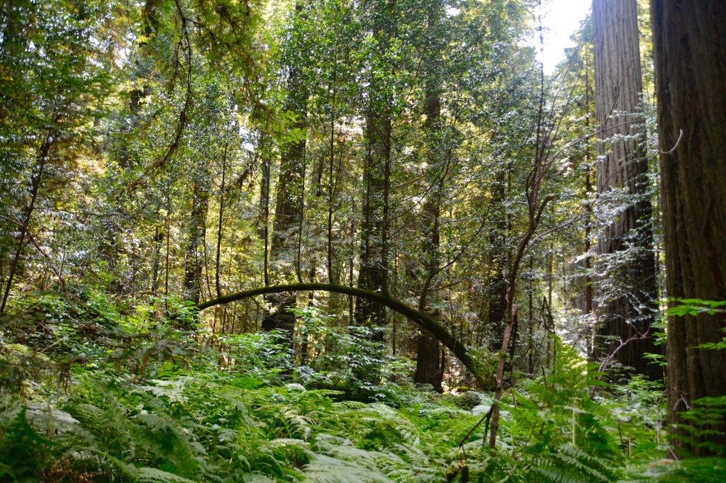 Around the World – Pacific Northwest USA (part 7) – Eureka to Fort Bragg, California